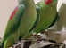 Alexandrine parrot for sale ,02