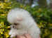 Super tiny boy son of Mavic