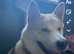 Japanese Akita