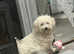 Pure Bred Bichon Frise puppies READY NOW!!!