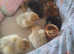 Day old Pekin Bantam chicks