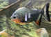4x pacu fish