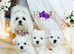 Teacup micro size 1.3 kg KC maltese boy CH bloodline DNA