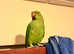 Stunning looking Indian ringnick parrot