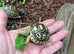 Leopard Tortoise Hatchlings