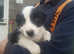 Stunning collie puppies looking for new homes