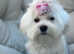 Gorgeous KC maltese girl CH bloodline