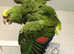 Amazon parrot for sale