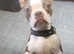 Stunning Boston terrier female