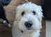 F1 goldendoodle