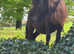 Standard Shetland Mare