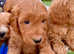 COCKAPOO PUPPIES for sale