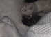 Mixed kitten litter white 1 not available