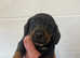 Miniature teckel (dachshund)