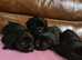 Stunning F1 Sprocker puppies from KC Cocker x KC ESS