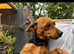 Chihuahua cross jack Russell for sale