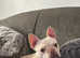 Female French bulldog