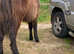 Filly's and colts