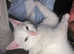 1 pure white angora gir