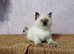 Adorable Ragdoll Kitten - for His Forever Home! Sweet nature!