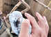 Stunning hand tamed African gray parrot