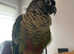 Stunning young conure parrot