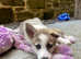 Ready now F2 pomsky puppies