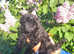 Health tested f1b cavapoo