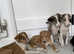 Amazing Collie x Lurcher Puppies