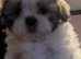 Female shichon