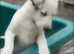 Border collie pup for sale