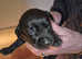 Kc reg 5 generation labradors