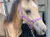 Stunning buckskin filly for sale