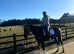 Tb gelding