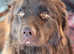 Brown Newfoundland female for rehoming