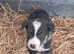 Lovely Pup From Working Farm For Sale