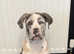 Cane corso x female