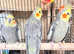 Stunning young cockatiels for sale