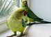 Stunning talking baby Indian ringnick parrot