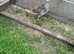 Partridges