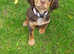 Beautiful roam colour sprocker pup