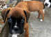 Two Beautiful Champion Bobtail boxers ready now