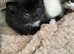 Beautiful kittens ready to be homed
