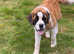 Saint Bernard Girl for sale