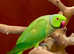 Proven breeding pair Indian ringneck