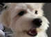 Bichon bolognese