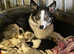 Beautiful Blue Merles looking for a forever home