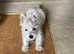 West highland Scottish terrier white