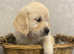 KC Reg Chunky Golden Retriever Pups