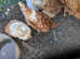 5 hybrid chickens 2 rhode island reds and 3 warrens